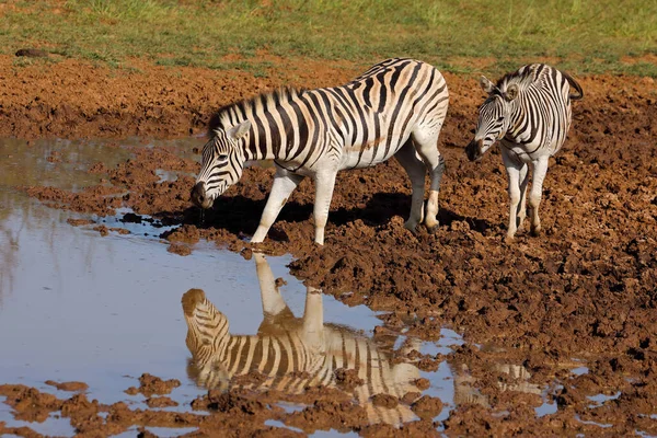 Zèbres Des Plaines Equus Burchelli Buvant Dans Trou Eau Parc — Photo