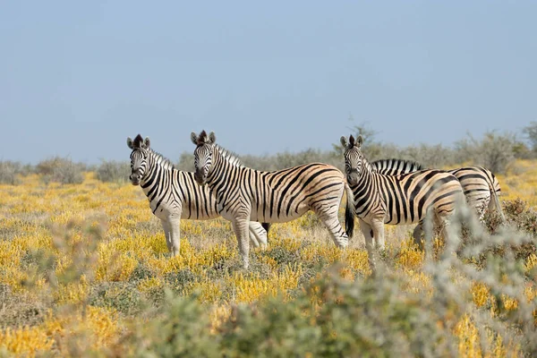 Równiny Zebry Equus Burchelli Siedlisku Przyrodniczym Park Narodowy Etosha Namibia — Zdjęcie stockowe