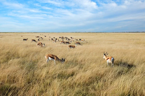 Antílopes Springbok Antidorcas Marsupialis Pastagens Abertas Parque Nacional Etosha Namíbia — Fotografia de Stock