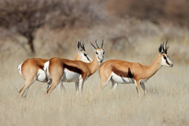 Springbok antelopes (Antidorcas marsupialis) in grassland, Mokala National Park, South Africa