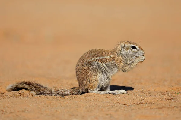 Voeding Grondeekhoorn Xerus Inaurus Kalahari Woestijn Zuid Afrika — Stockfoto