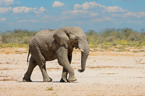 Large African Elephant Loxodonta Africana Walking Etosha National Park Namibia — Foto de Stock