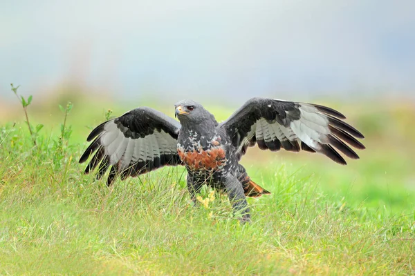 Jackal Buzzard Buteo Rufofuscus Open Wings Sitting Green Grass South — 图库照片