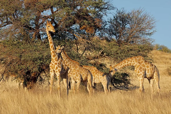 Girafes Giraffa Camelopardalis Nourrissant Épine Désert Kalahari Afrique Sud — Photo