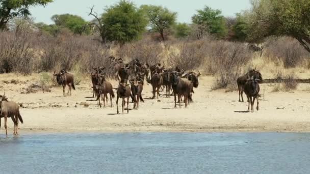 南アフリカ共和国のウォーターホールで飲む青い野生動物 コノシェ タウリヌス の群れ — ストック動画