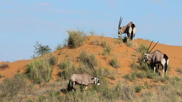 Gemsbok Antílopes Oryx Gazella Pastando Uma Duna Areia Vermelha Deserto — Vídeo de Stock
