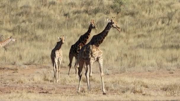 Giraffes Giraffa Camelopardalis Wandelen Natuurlijke Habitat Kalahari Woestijn Zuid Afrika — Stockvideo