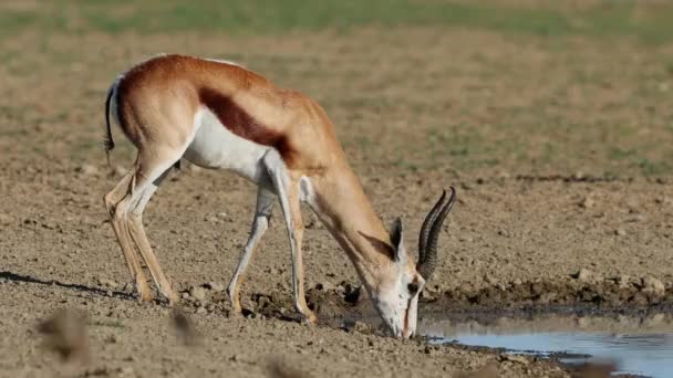 Springbok Antelope Antidorcas Marsupialis Drinking Waterhole Kalahari Desert South Africa — Video Stock