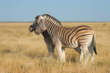 Ovada zebralar (Equus burchelli), Etosha Ulusal Parkı, Namibya