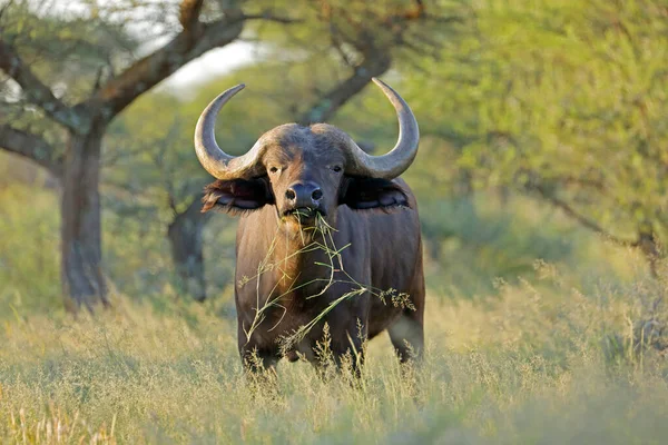 Búfalo Africano Syncerus Caffer Habitat Natural Mokala National Park África — Fotografia de Stock