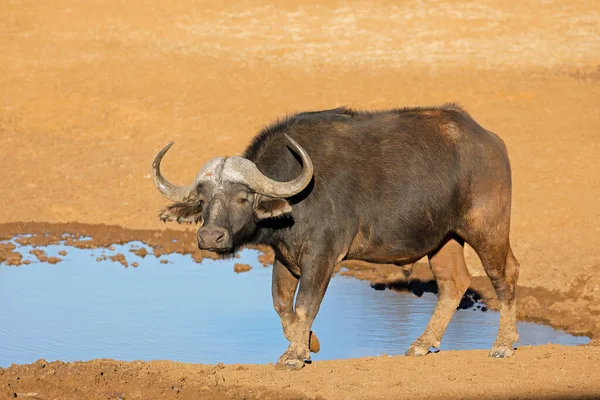 African Cape Buffalo Syncerus Caffer Waterhole Mokala National Park South — Stockfoto