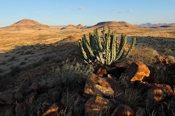 Damara Poison Tree Euphorbia Virosa Arid Landscape Damaraland Namibia — Stockfoto