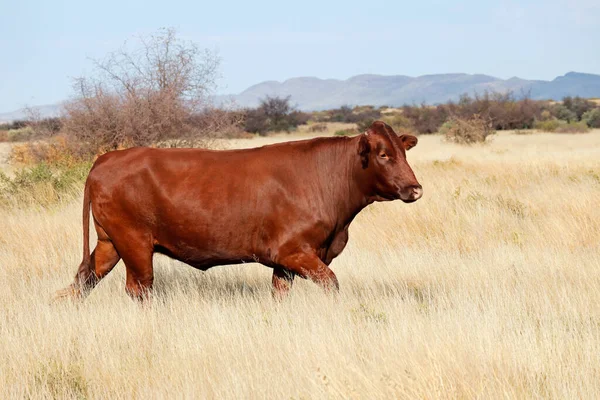 Free Range Cow Walking Grassland Rural Farm South Africa — 스톡 사진