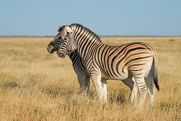 Równiny Zebry Equus Burchelli Pastwiskach Park Narodowy Etosha Namibia — Zdjęcie stockowe