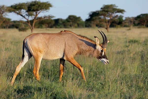 Sällsynt Romersk Antilop Hippotragus Equinus Naturlig Miljö Mokala Nationalpark Sydafrika — Stockfoto