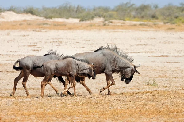 Blue Wildebeest Connochaetes Taurinus Walking Arid Plains Etosha National Park — Zdjęcie stockowe