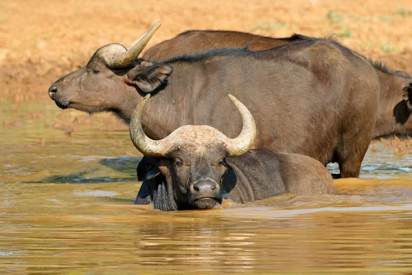 African Buffaloes Syncerus Caffer Wading Water Mokala National Park South — Stock Photo, Image