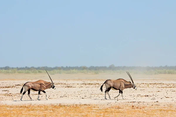 Gemsbok Antelopes Oryx Gazella Walking Barren Etosha Pan Etosha National — Fotografia de Stock