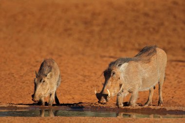 Warthogs (Phacochoerus africanus) drinking at a waterhole, South Africa
