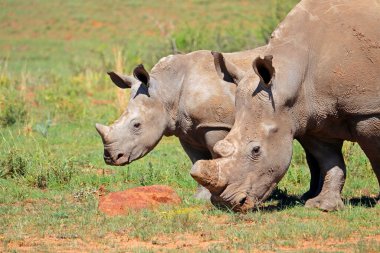 Beyaz gergedan portresi (Ceratotherium simum) ile buzağı, Güney Afrika