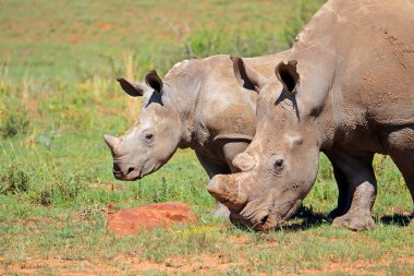 Portrait of a white rhinoceros (Ceratotherium simum) with calf, South Africa clipart