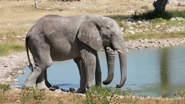 공원에 물웅덩이에 마리의 아프리카코끼리 Loxodonta Africana — 비디오