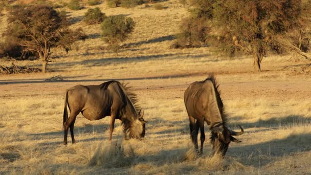 Blue Wildebeest Connochaetes Taurinus Grazing Arid Landscape Kalahari Desert South — Stockvideo