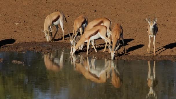 Springbok Antelopes Antidorcas Marsupialis Drinking Waterhole Mokala National Park South — Vídeos de Stock