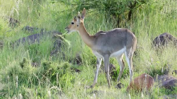 Grey Rhebuck Pelea Capreolus Feeding Natural Habitat Mokala National Park — 图库视频影像