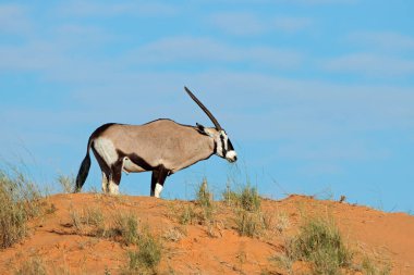 gemsbok antilop (oryx gazella) üzerinde bir kırmızı kumul, kalahari Çölü, Güney Afrika