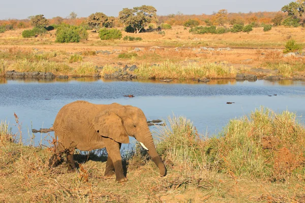 Elefante Africano Loxodonta Africana Habitat Natural Parque Nacional Kruger África — Fotografia de Stock