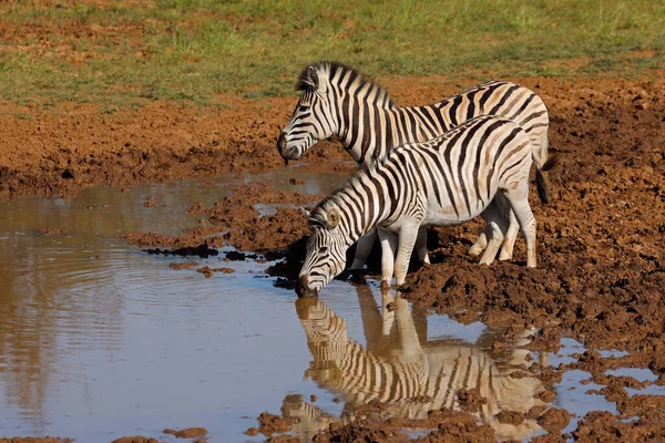 Plains Zebras Equus Burchelli Dricka Vid Ett Vattenhål Mokala Nationalpark — Stockfoto