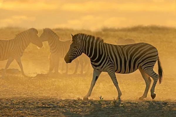 Plains Zebras Equus Burchelli Dust Sunrise Etosha National Park Namibia — 图库照片