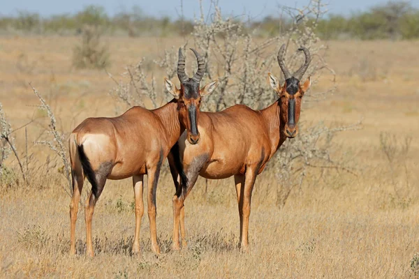 Red Hartebeest Alcelaphus Buselaphus Pair Etosha National Park Namibia — Foto Stock