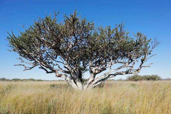 Pastori Africani Albero Boscia Albitrunca Prateria Contro Cielo Blu Sud — Foto Stock