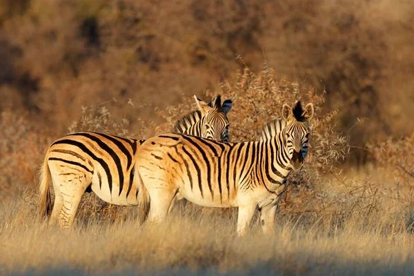 Cebras Planas Equus Burchelli Última Hora Tarde Parque Nacional Mokala —  Fotos de Stock