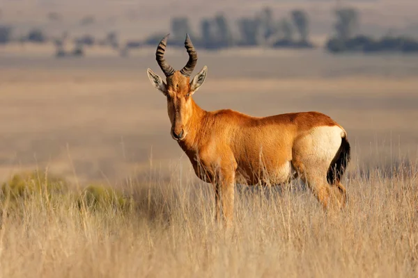 Red Hartebeest Alcelaphus Buselaphus Standing Open Grassland South Africa — Zdjęcie stockowe