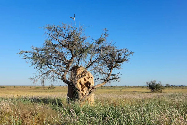 Landscape with a tree and termite mound against a blue sky, Etosha National Park, Namibia