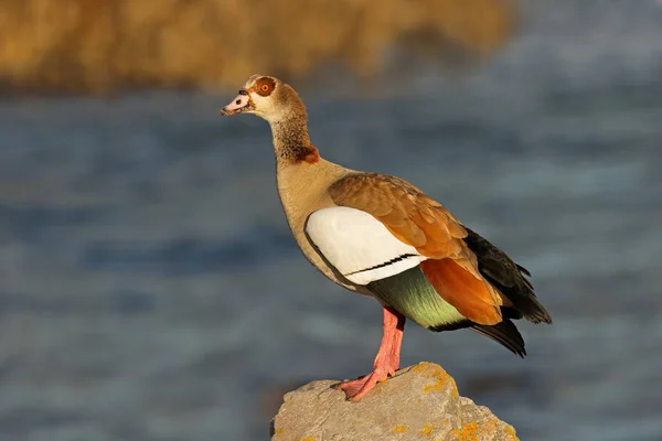 Une Oie Égyptienne Alopochen Aegyptiacus Perchée Sur Rocher Afrique Sud — Photo