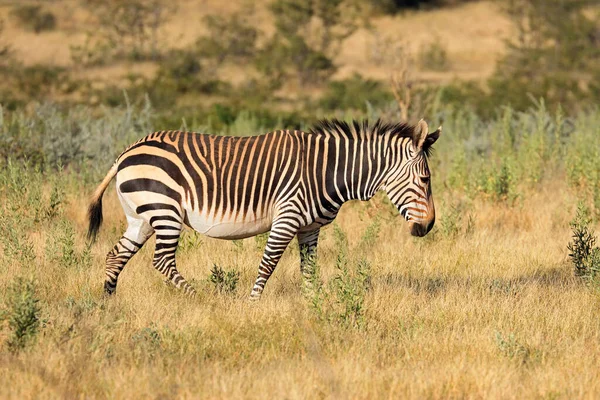 Hartmanns Bergszebra Equus Zebra Hartmannae Etosha Nationalpark Namibia — Stockfoto