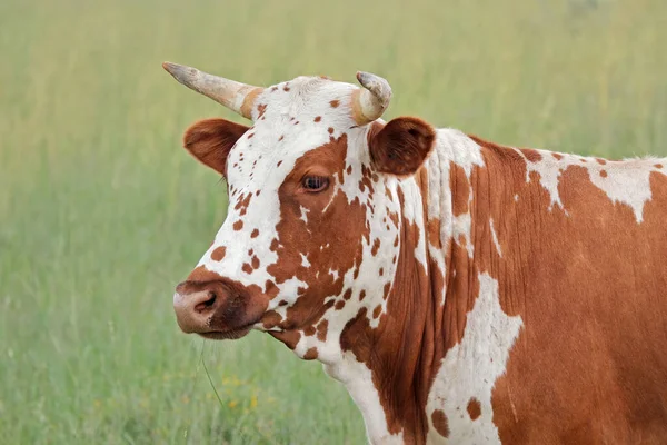 Porträt Einer Nguni Kuh Indigene Rinderrasse Südafrikas — Stockfoto