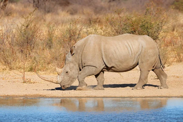 Rinoceronte Blanco Ceratotherium Simum Pozo Agua Sudáfrica — Foto de Stock