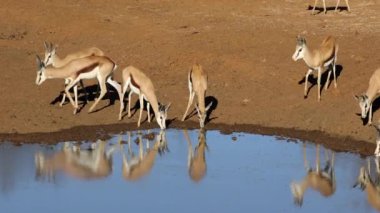 Springbok antelopes (Antidorcas marsupialis) drinking at a waterhole, Mokala National Park, South Africa