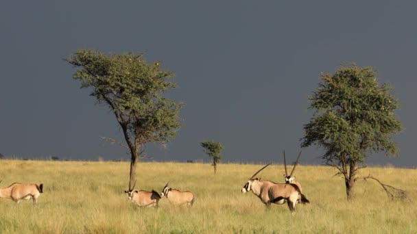 Gemsbok Antílopes Oryx Gazella Caminhando Pastagens Mokala National Park África — Vídeo de Stock