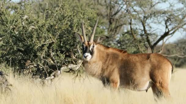 Una Rara Antilope Roana Hippotragus Equinus Nella Savana Mokala National — Video Stock