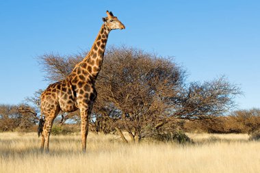 Doğal yaşam alanında bir zürafa (Giraffa camelopardalis), Mokala Ulusal Parkı, Güney Afrika