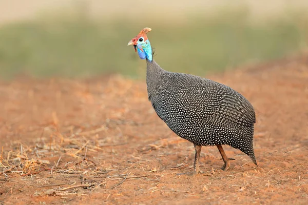 Alerta Capacete Guineafowl Numida Meleagris África Sul — Fotografia de Stock