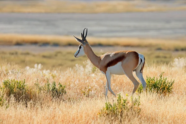 Antylopa Springbok Antidorcas Marsupialis Siedlisku Przyrodniczym Park Narodowy Etosha Namibia — Zdjęcie stockowe