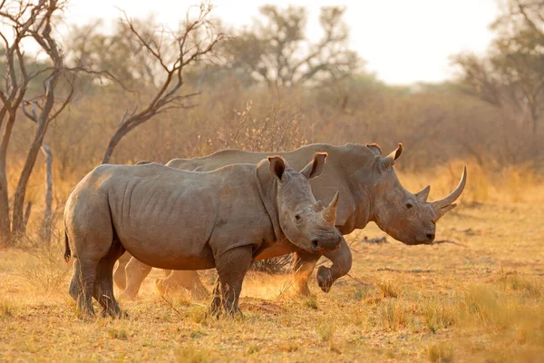 Предупредите Белого Носорога Ceratotherium Simum Пыли Закате Южная Африка — стоковое фото