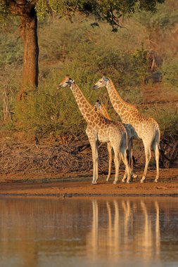 Zürafalar (Giraffa camelopardalis) bir su birikintisinde, Kruger Ulusal Parkı, Güney Afrika